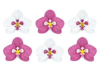Dekoracje - Papierowe kwiaty - Orchidee Aloha - 6 szt.
